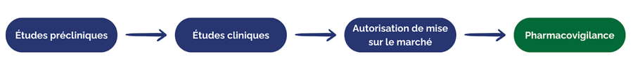 Schema sur les différentes étapes de développement d’un médicament 
